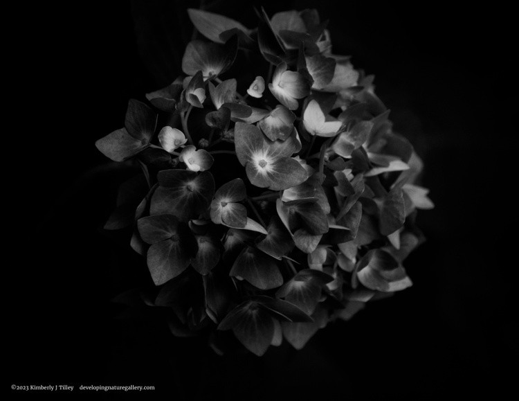 Black & White Hydrangea P0614
