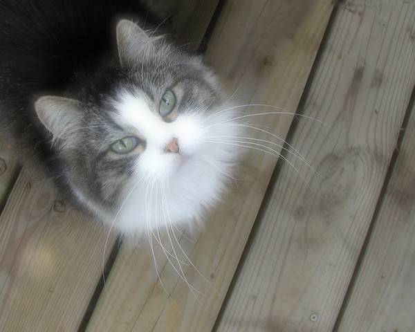 Mattie