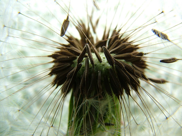 Seeder