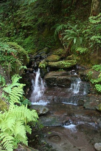 Forest Cascades