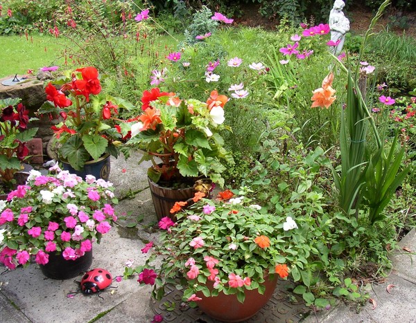 Our Backyard..!