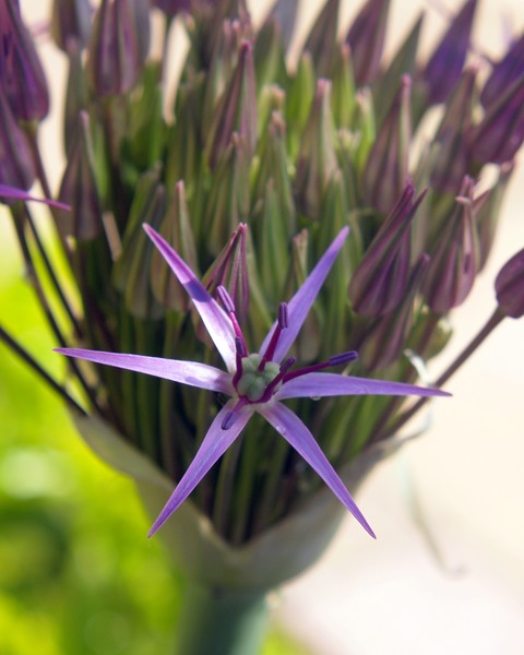 Spring Flowers