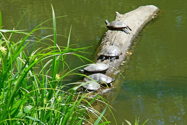 Turtles