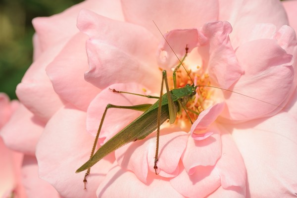 Grasshopper and Rose