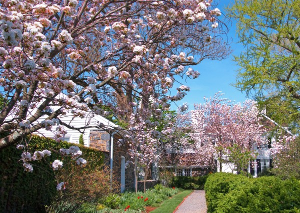 Magnolias at Goodstay