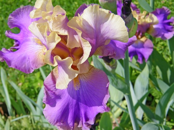 Goodstay Iris