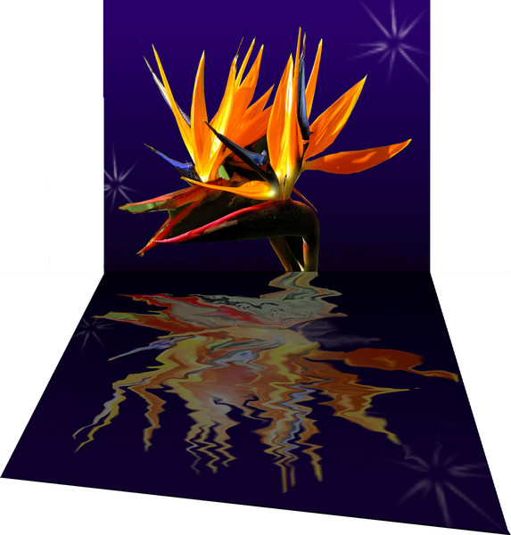 Bird of Paradise