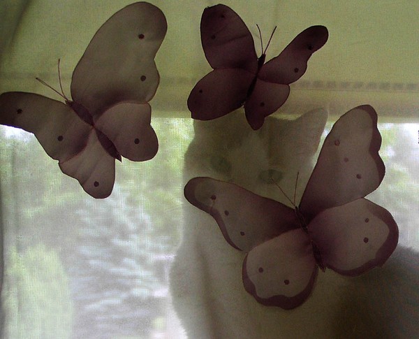 Bullet and butterflies