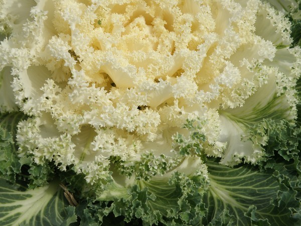 White Cabbage