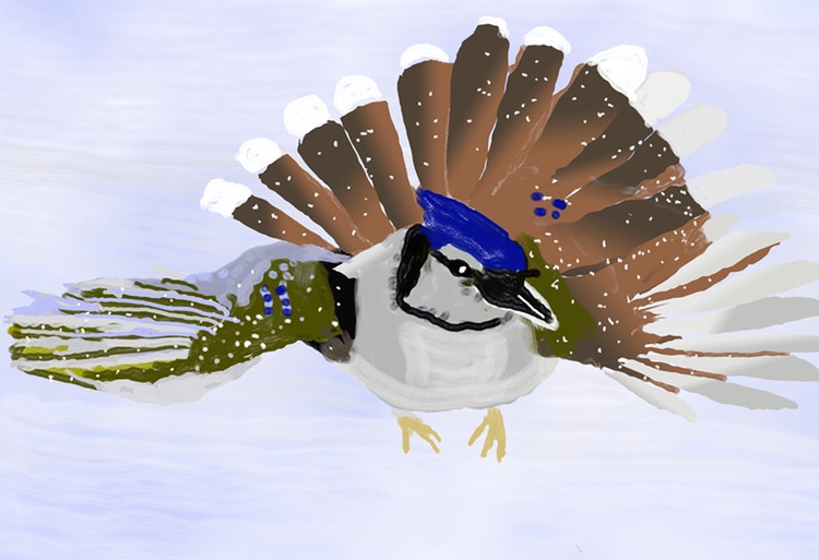 Blue Jay landing in the Snow