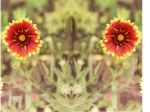 two red flowers with yellow trim