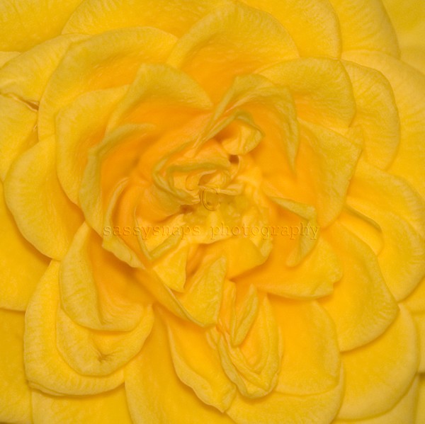 big Yellow