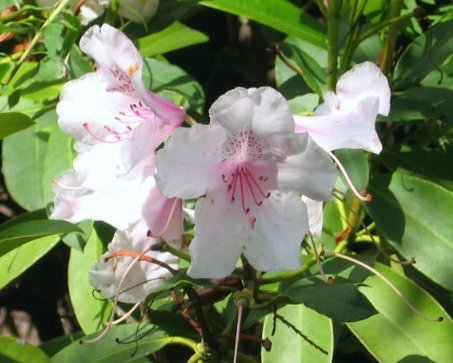 Rhododendron?