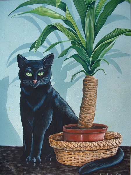 Lucky Yucca