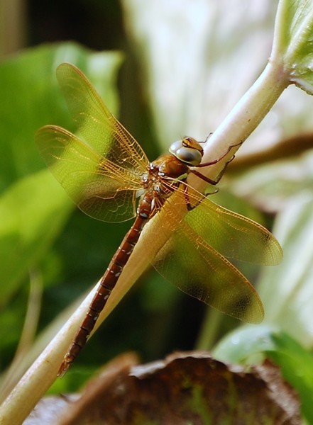 Dragon Fly
