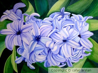 Hyacinth
