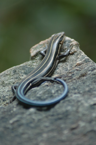 blue tail skink