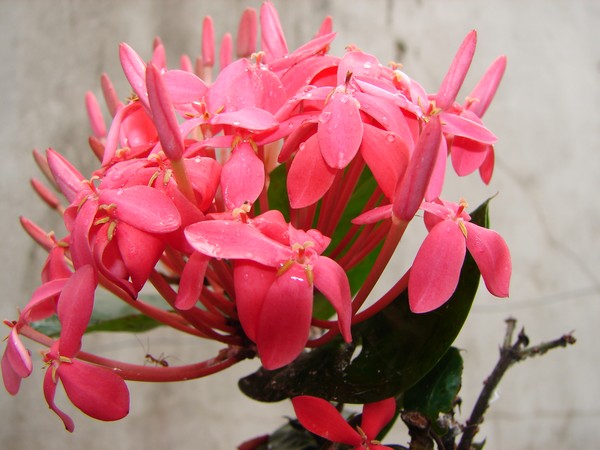 Santan