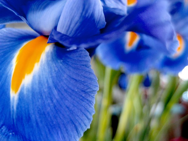 The Blues