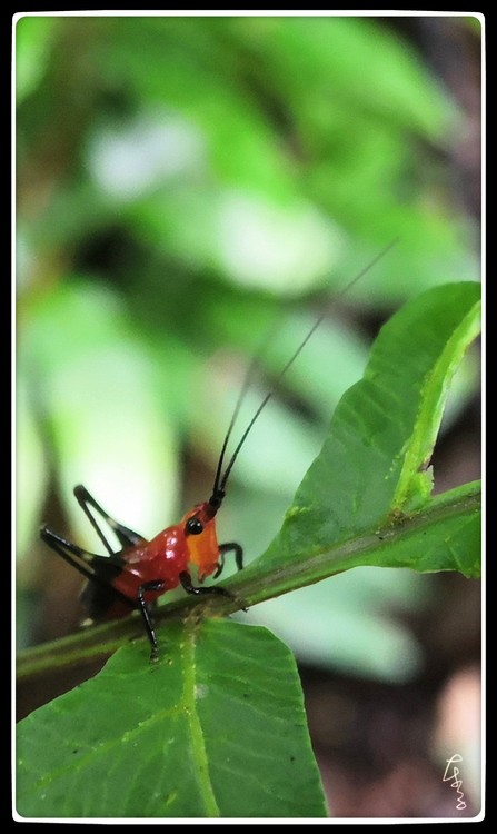 Red Hopper