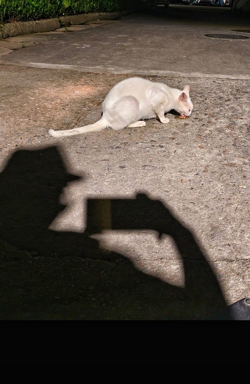 night kitty and her photographer
