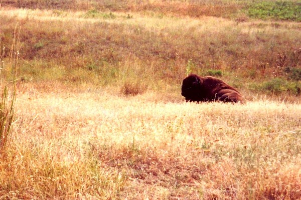 Buffalo