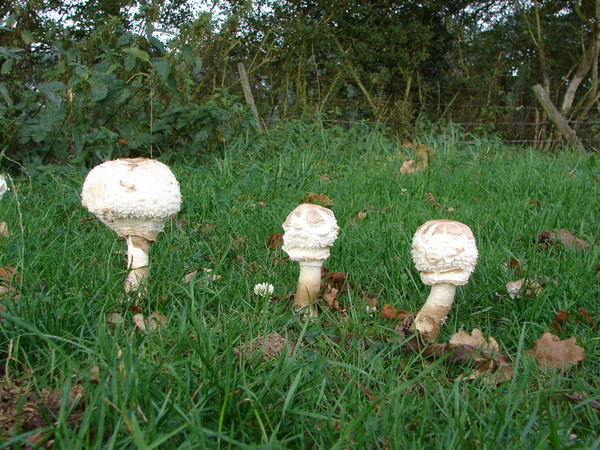 toadstools 