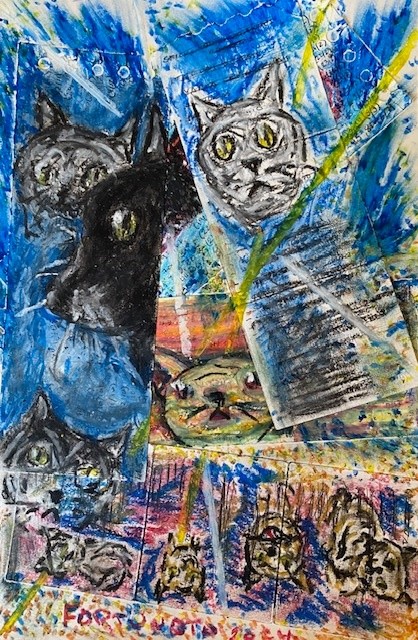 Gatos da Conchinha