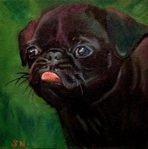 Pugsey,SOLD