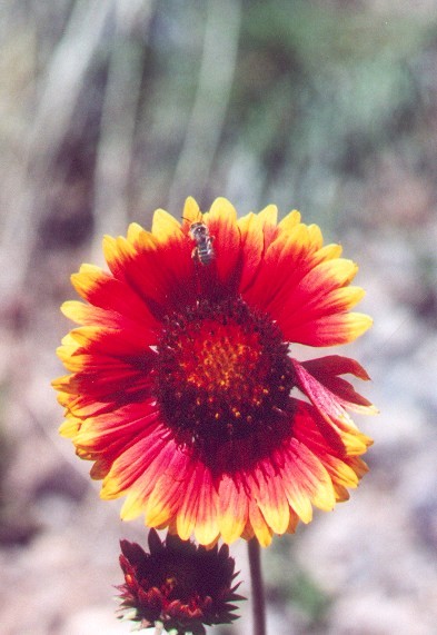 Small Bee on a Blanket Flower