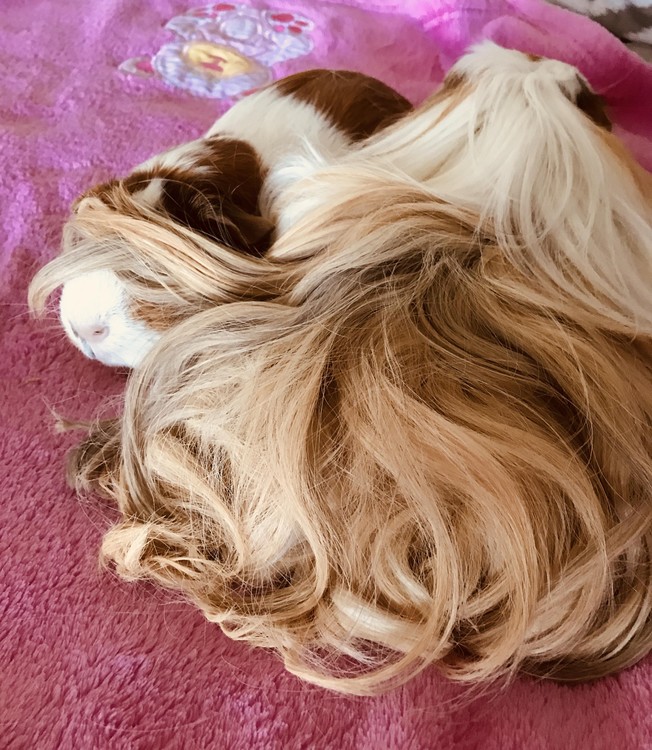 Sissy and Sweetsy (Guinea Pigs) 
