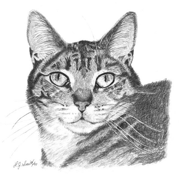 Eyes of a Tiger