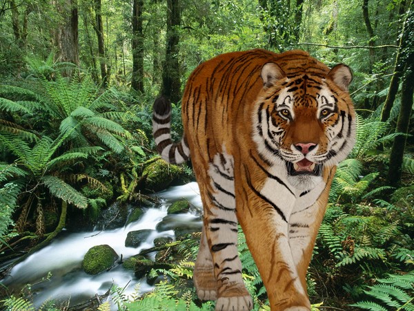 tiger forrest