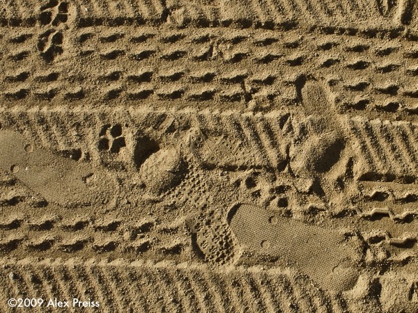 Beach Diary
