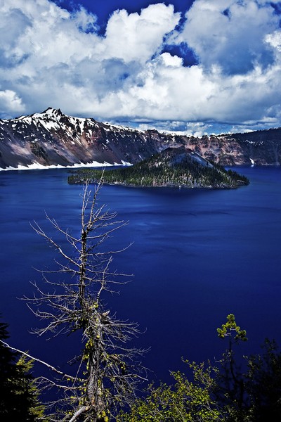 Crater Lake and Bare Tree