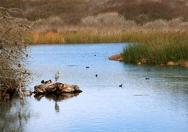 A Heron and His Mallard Friends