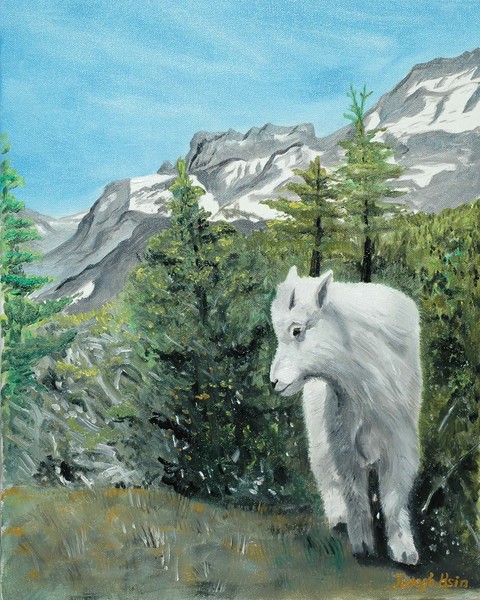 Mountain Goat