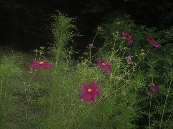 The Beauty of Flowers