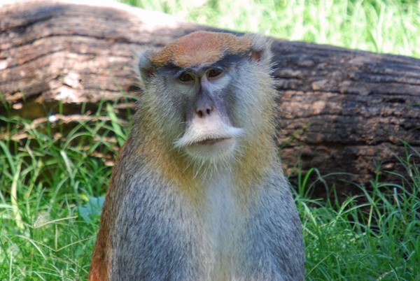 Monkey Face