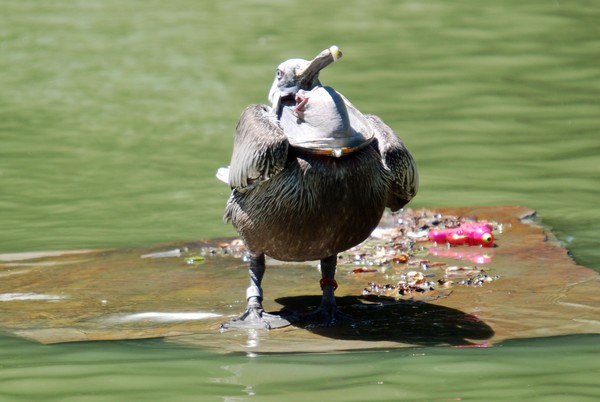 Pelican Tongue