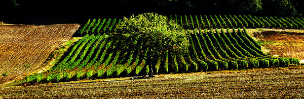 Tree and Vines - St Nazaire, France