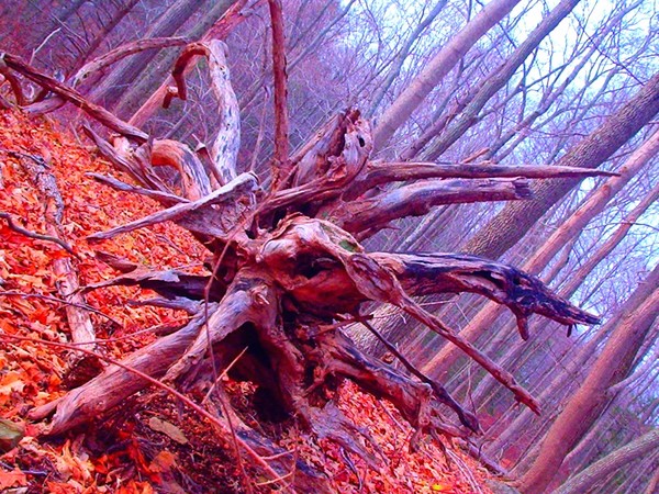 Fallen tree