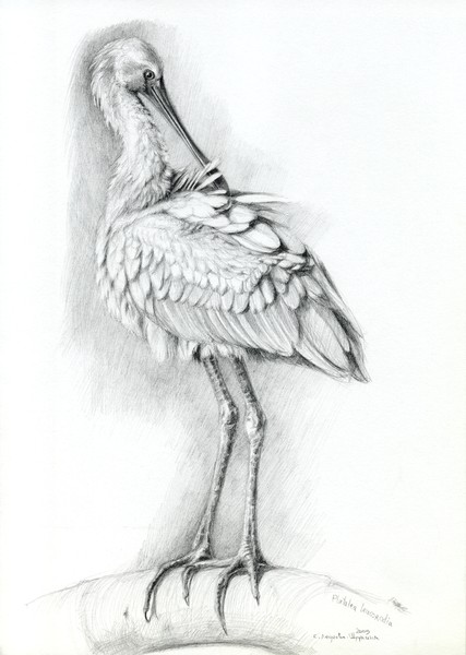 Eurasian Spoonbill