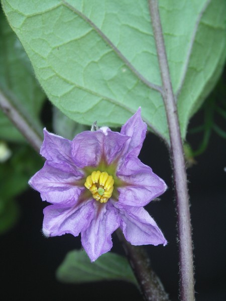 AUBERGINE FLOWER