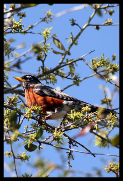 red robin