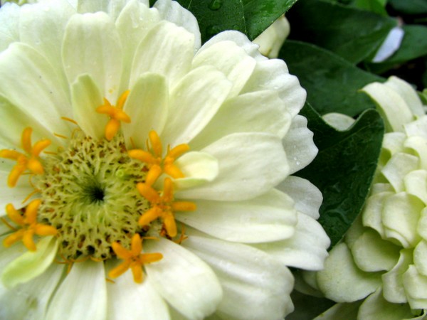 White Floral Delight