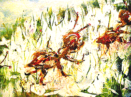 Ants