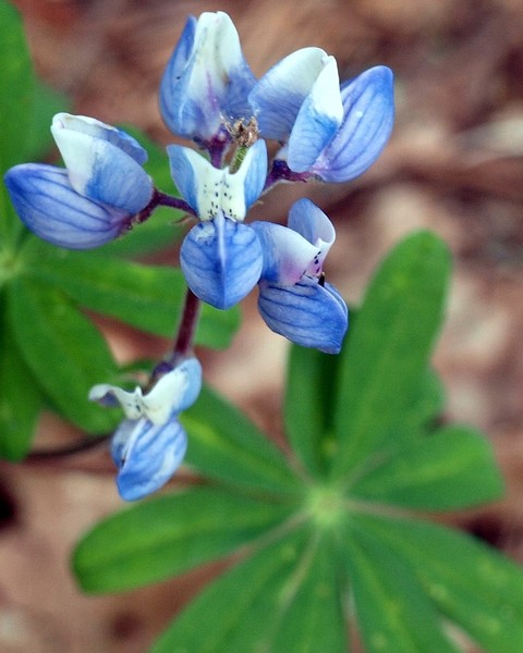Blue Lupine