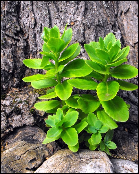 The Plant