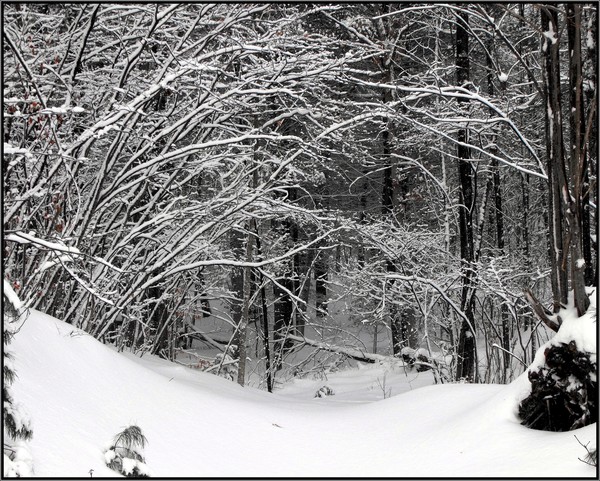 Snow Covered